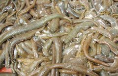 水蛭有32個大腦是真的嗎？