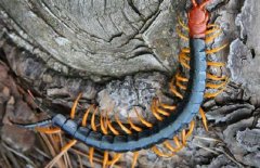 蜈蚣養(yǎng)殖-蜈蚣圖片