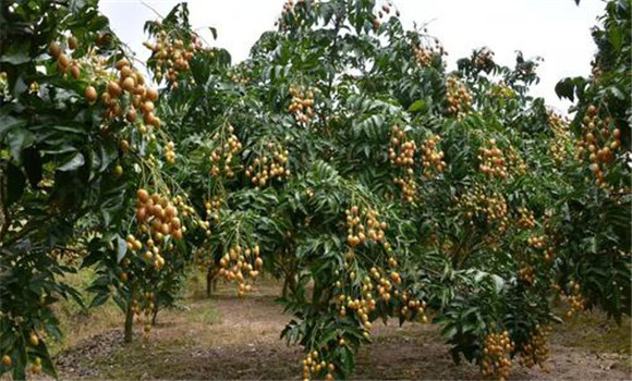 雞心黃皮的引種、種植