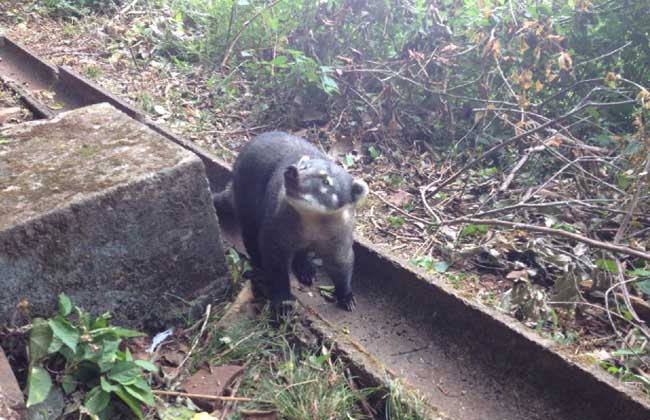 果子貍的市場價格 果子貍的功效與作用