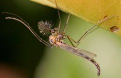 蚊子如何過冬？