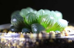 冰燈玉露和姬玉露的區(qū)別有哪些？