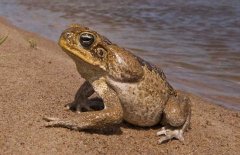 蟾蜍的養(yǎng)殖-蟾蜍圖片