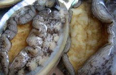 鮑魚多少錢一斤，鮑魚的等級如何劃分？