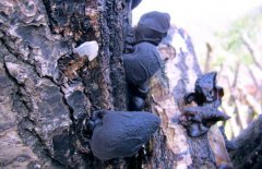 黑木耳的等級分類標(biāo)準(zhǔn)，選購黑木耳的注意事項