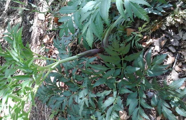 防風(fēng)圖片 防風(fēng)的資料