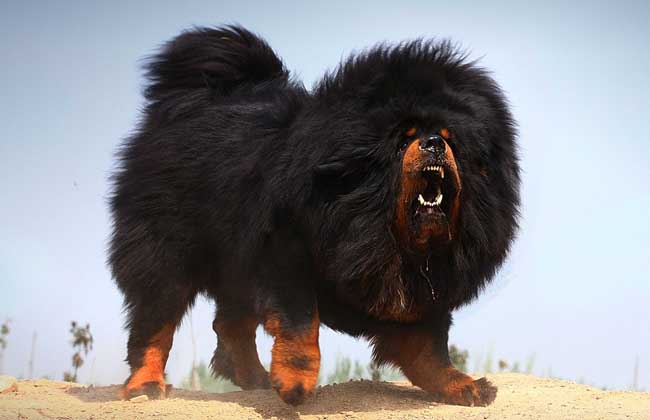 藏獒的生活習(xí)性 藏獒飼養(yǎng)方法