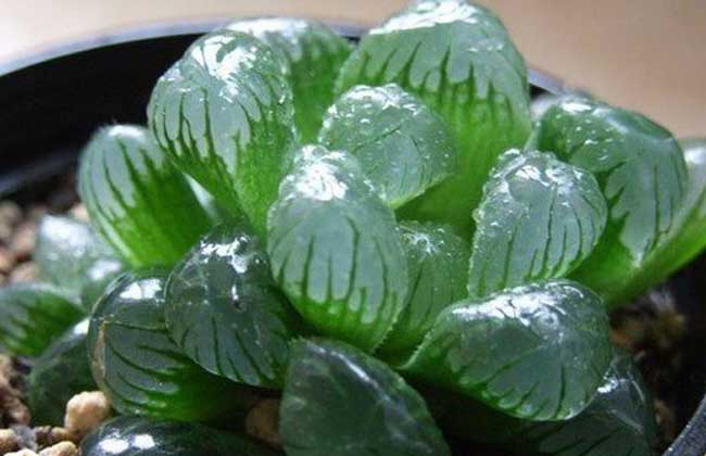 冰燈玉露繁殖方法 冰燈玉露的繁殖方法