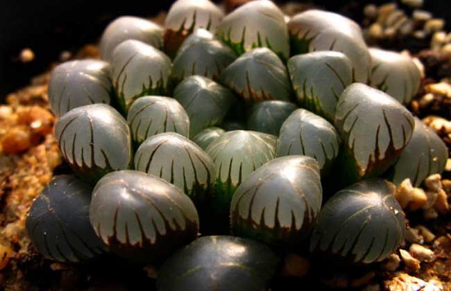 玉露的常見品種分類 玉露怎么養(yǎng)