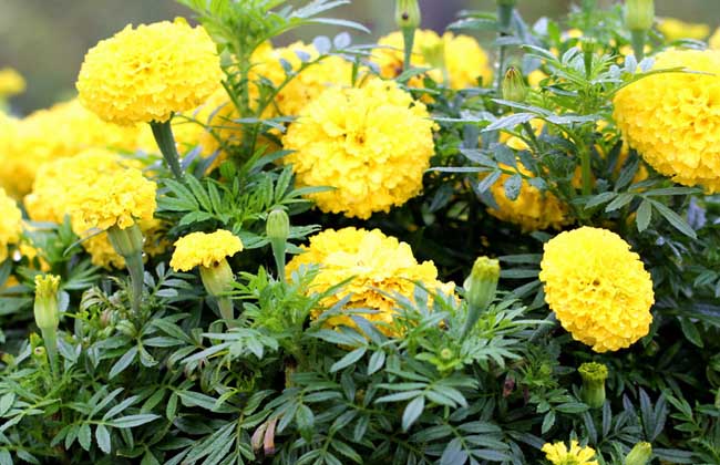 萬(wàn)壽菊的繁殖方法 萬(wàn)壽菊的繁殖方法