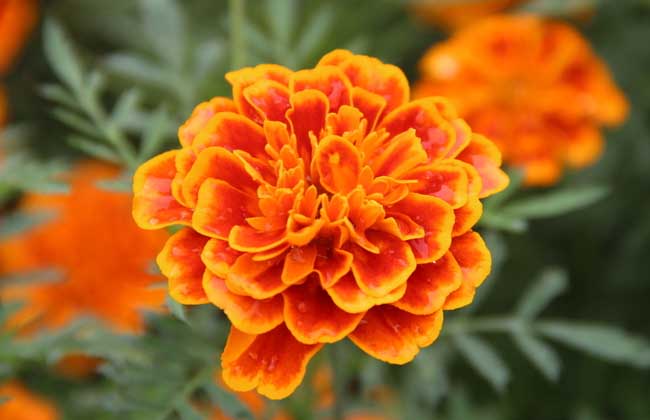 萬壽菊品種及圖片大全 萬壽菊的養(yǎng)殖方法