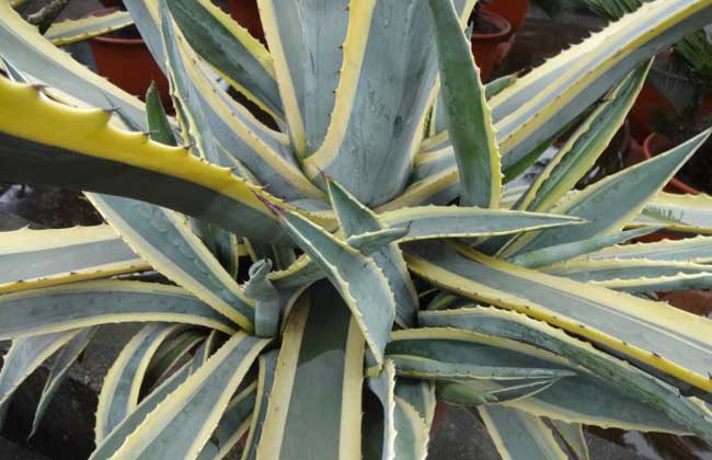 金邊龍舌蘭的功效與作用 花卉的功效與作用