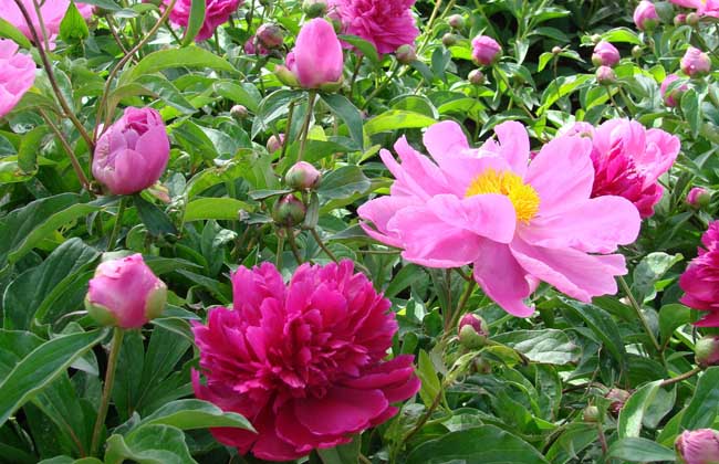 牡丹花下死做鬼也風(fēng)流的意思和故事 牡丹花下死做鬼也風(fēng)流