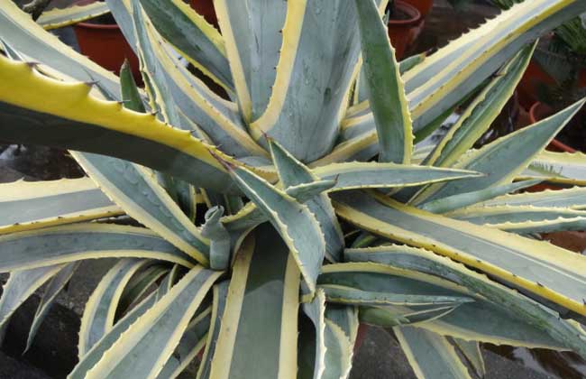 龍舌蘭的繁殖方法 花卉的繁殖方法