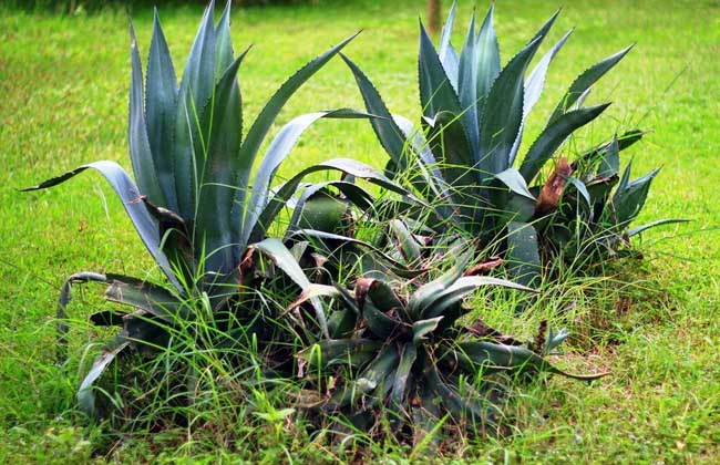 龍舌蘭的產(chǎn)地分布 花卉養(yǎng)殖方法