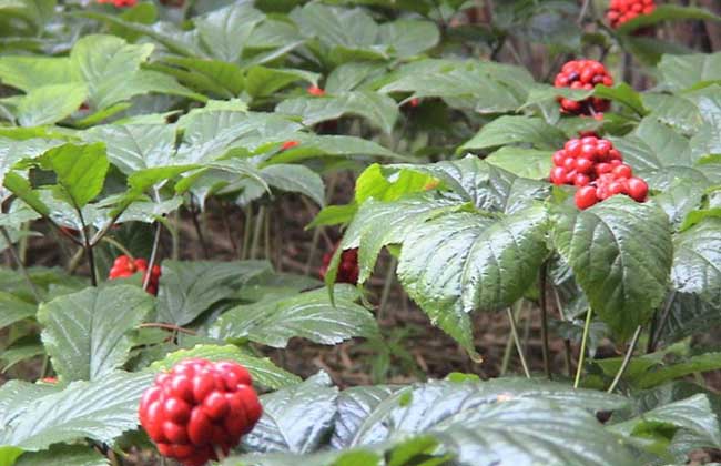 西洋參病蟲害防治技術(shù) 中藥材病蟲害防治技術(shù)