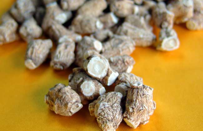 西洋參的產(chǎn)地分布 西洋參