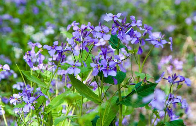 紫羅蘭的傳說(shuō) 紫羅蘭的養(yǎng)殖方法