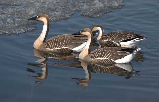 大雁的營(yíng)養(yǎng)價(jià)值及食用功效 生活常識(shí)