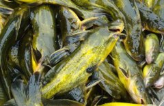 黃顙魚(yú)的營(yíng)養(yǎng)價(jià)值、醫(yī)療功效與適宜人群簡(jiǎn)介