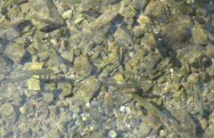 青魚魚種培育方法、親魚培育池設(shè)計(jì)與繁殖技術(shù)