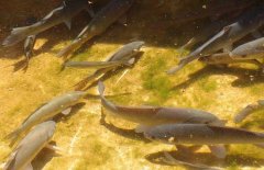 青魚的壽命有多長，其生長周期是多長時(shí)間