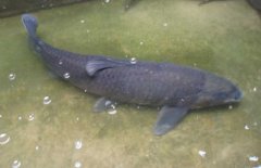 青魚吃什么食物？青魚的飼料建議配方