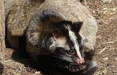 果子貍要養(yǎng)多久才能性成熟？