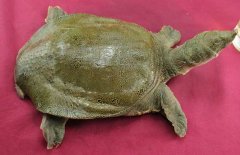 吃甲魚(yú)過(guò)敏怎么辦，其過(guò)敏的原因是什么？