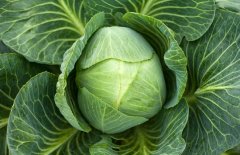 黃芽菜、白菜、包菜和卷心菜的區(qū)別