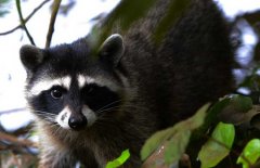 果子貍是幾級(jí)保護(hù)動(dòng)物？