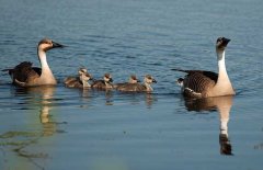 大雁和大雁鵝的區(qū)別有哪些？