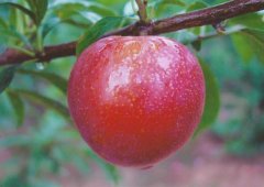 植物生長激素有哪些？