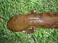 大鯢的發(fā)病原因有哪幾種？