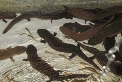 娃娃魚腐皮病的癥狀及其治療方法 如何預(yù)防？