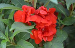 鳳仙花種子怎么種？