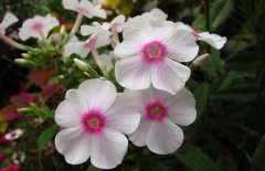 鳳仙花的花語是什么？