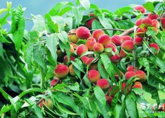 農(nóng)民如何創(chuàng)業(yè)致富賺錢，致富項(xiàng)目需如何選擇