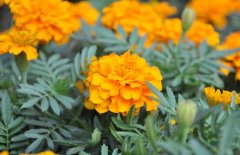 萬壽菊的養(yǎng)殖方法-萬壽菊?qǐng)D片