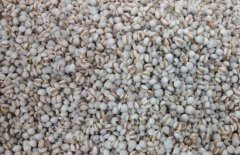 薏米仁能減肥嗎？薏米仁怎樣吃減肥？