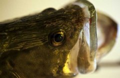 鱖魚品種有哪幾種、各有什么特點？