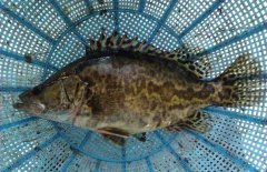 鱖魚(yú)和桂魚(yú)的區(qū)別是什么，鱖魚(yú)的別稱(chēng)有哪些