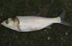 鰱魚疾病防治技術(shù)：爛鰓病、四極蟲病、豎鱗病