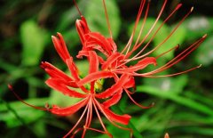 彼岸花什么時候開？