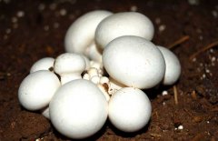 口蘑、香菇、草菇的區(qū)別