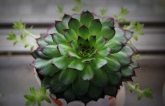 景天科觀音蓮有毒嗎？