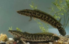 黑魚吃什么食物，對生長環(huán)境要求有哪些？