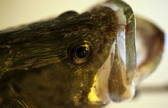 鱖魚(yú)的品種知識(shí)