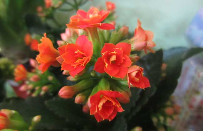 長(zhǎng)壽花的修剪方法 長(zhǎng)壽花種植方法