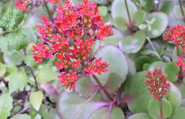 長(zhǎng)壽花葉子發(fā)黃怎么辦 長(zhǎng)壽花掉葉子怎么辦